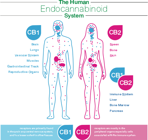 Endocannabinoid
