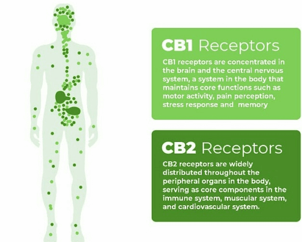 Human-Endocannabinoid-system